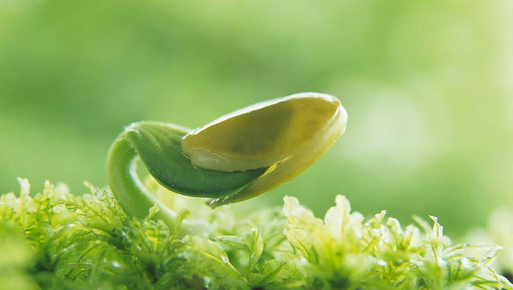 我是一棵小小的芽儿