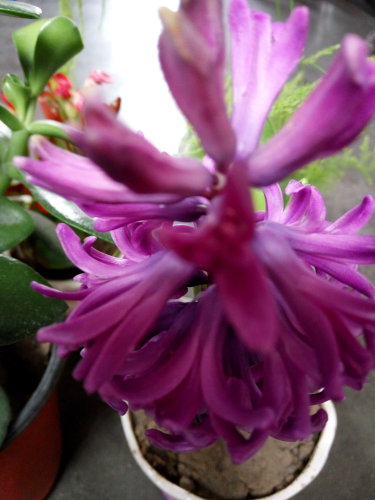 四五班"小书虫文学社团"活动方案及活动剪影-放飞梦想35-麻海娥