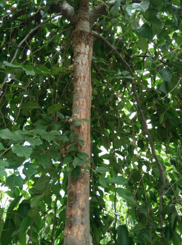 连日流火熔金,阳光如天上飞溅下来的钢针,灼人肤烫.