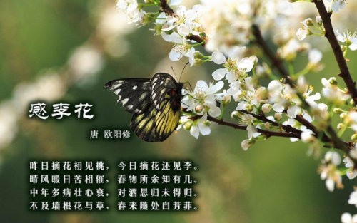 醉美于古诗里的花-李鸿-花样年华-校讯通圈子