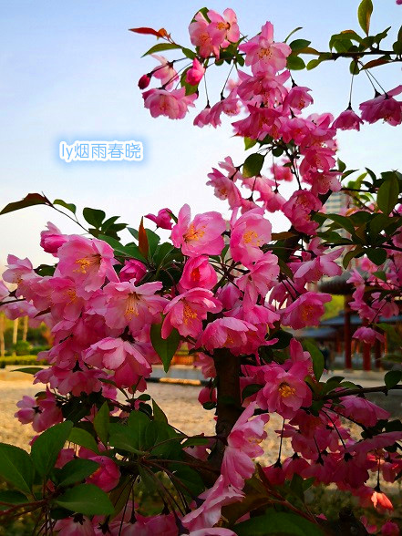 洛浦公园洛神广场垂丝海棠身姿袅袅-贾晓羽妈妈-作文连线-校讯通圈子