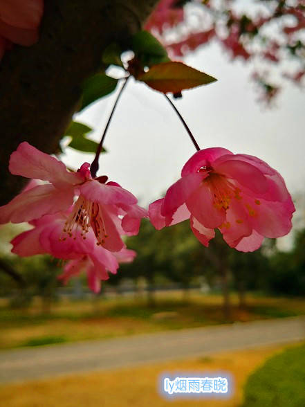 洛浦公园洛神广场垂丝海棠身姿袅袅-贾晓羽妈妈-作文连线-校讯通圈子