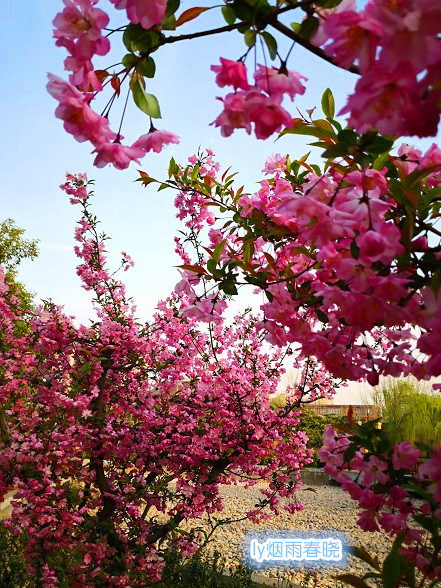 洛浦公园洛神广场垂丝海棠身姿袅袅-贾晓羽妈妈-作文连线-校讯通圈子