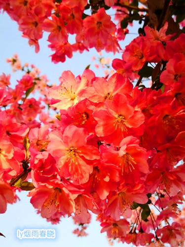 春日洛阳朱樱塔旁垂丝海棠花开娇媚妖娆-贾晓羽妈妈-作文连线-校讯通