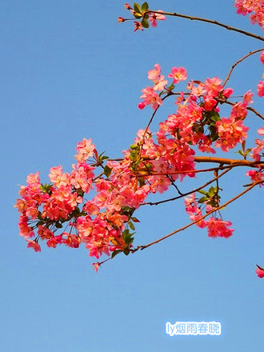 春日洛阳朱樱塔旁垂丝海棠花开娇媚妖娆-贾晓羽妈妈-作文连线-校讯通