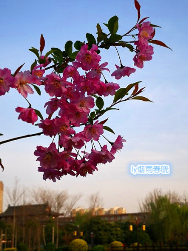 洛浦公园洛神广场垂丝海棠身姿袅袅-贾晓羽妈妈-作文连线-校讯通圈子