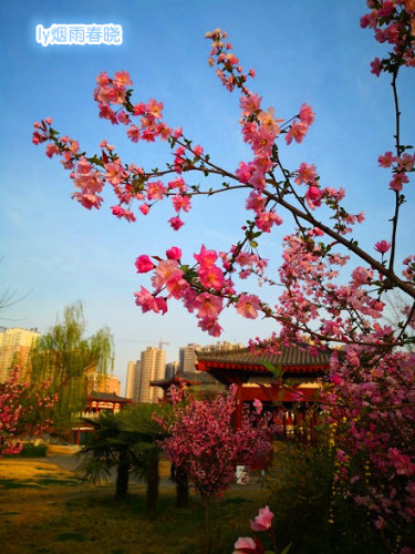 洛浦公园洛神广场垂丝海棠身姿袅袅-贾晓羽妈妈-作文连线-校讯通圈子